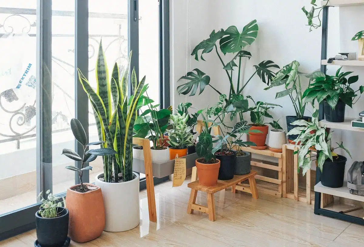 Les plantes d’intérieur les plus efficaces pour purifier l’air de votre maison