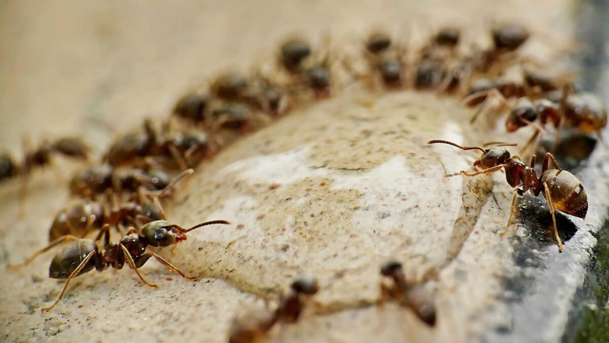 Invasion de fourmis : faites appel à un expert